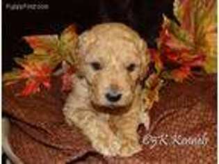 Goldendoodle Puppy for sale in Sioux Center, IA, USA