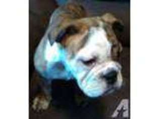 Bulldog Puppy for sale in LONG LANE, MO, USA