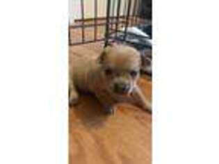 Chihuahua Puppy for sale in Ruckersville, VA, USA