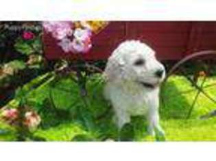 Goldendoodle Puppy for sale in Covington, GA, USA