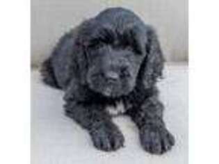 Labradoodle Puppy for sale in Kingston, TN, USA