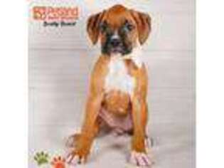 Boxer Puppy for sale in Wichita, KS, USA