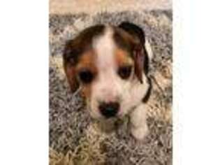 Beagle Puppy for sale in Woodland Park, CO, USA