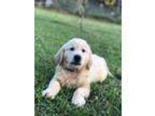Golden Retriever Puppy for sale in Fairdealing, MO, USA