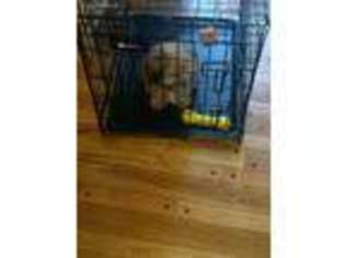 Shih-Poo Puppy for sale in Florissant, MO, USA