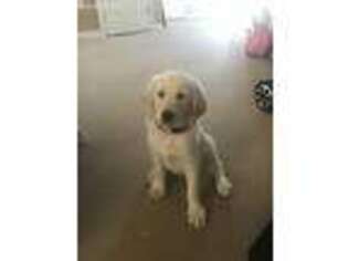 Labradoodle Puppy for sale in Christiansburg, VA, USA