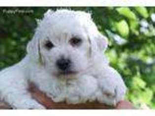 Bichon Frise Puppy for sale in Murfreesboro, TN, USA