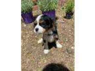 Cavalier King Charles Spaniel Puppy for sale in Kernersville, NC, USA