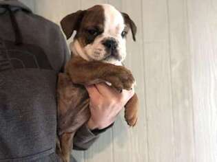 Bulldog Puppy for sale in Kirkland, WA, USA