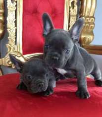 French Bulldog Puppy for sale in Lovejoy, IL, USA