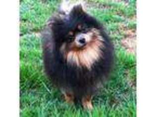 Pomeranian Puppy for sale in Moultonborough, NH, USA