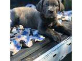 Cane Corso Puppy for sale in Tampa, FL, USA