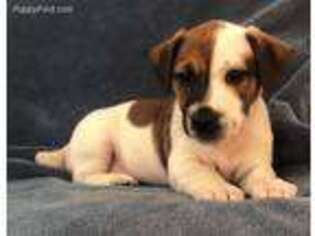 Jack Russell Terrier Puppy for sale in College Station, TX, USA