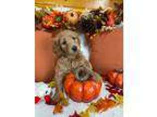 Goldendoodle Puppy for sale in Fox River Grove, IL, USA