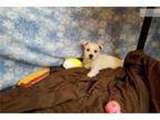 West Highland White Terrier Puppy for sale in New York, NY, USA