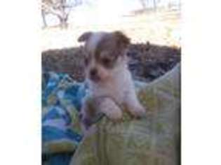 Chihuahua Puppy for sale in Cleburne, TX, USA