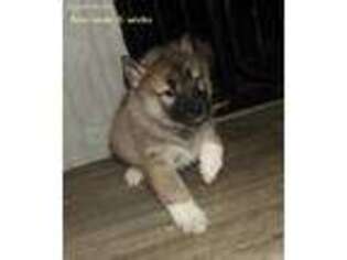 Mutt Puppy for sale in Bandon, OR, USA