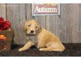 Goldendoodle Puppy for sale in Alton, MO, USA