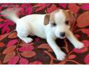 Jack Russell Terrier Puppy for sale in Llano, CA, USA