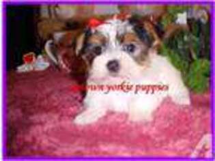 Yorkshire Terrier Puppy for sale in KEOTA, OK, USA