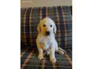 Labradoodle Puppy for sale in Jefferson City, MO, USA