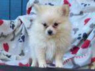 Pomeranian Puppy for sale in Brooksville, FL, USA