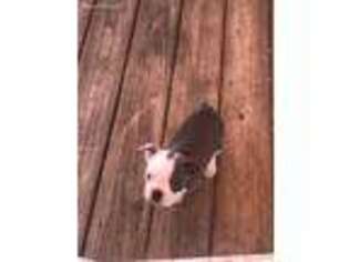 Boston Terrier Puppy for sale in Youngstown, OH, USA
