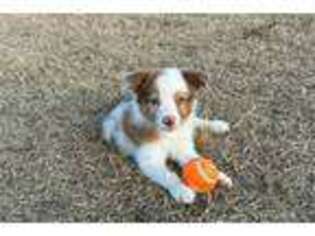 Border Collie Puppy for sale in Florence, SC, USA