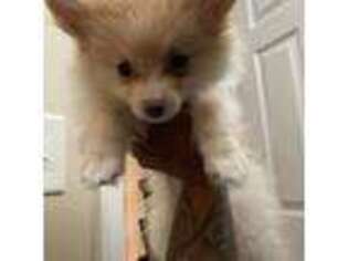 Pomeranian Puppy for sale in Raleigh, NC, USA