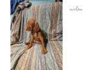 Vizsla Puppy for sale in Asheville, NC, USA