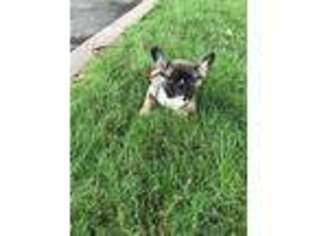 French Bulldog Puppy for sale in Paterson, NJ, USA