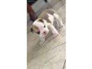 Bulldog Puppy for sale in Pass Christian, MS, USA