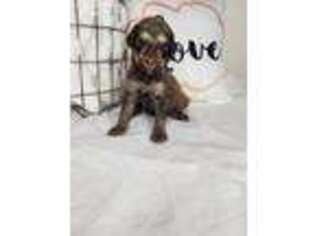 Mutt Puppy for sale in Lake Ozark, MO, USA