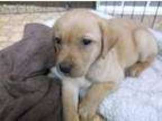 Labrador Retriever Puppy for sale in Mendota, IL, USA