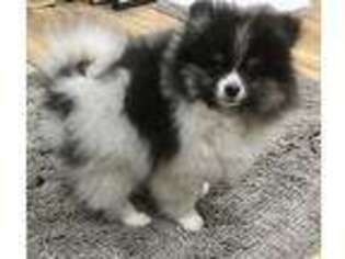 Pomeranian Puppy for sale in Madison, OH, USA
