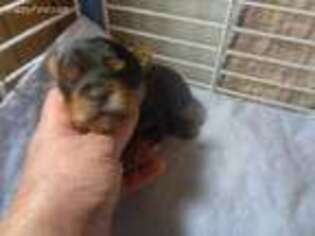 Yorkshire Terrier Puppy for sale in Shawano, WI, USA