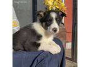 Border Collie Puppy for sale in Windom, TX, USA