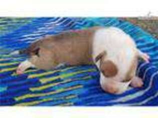 American Staffordshire Terrier Puppy for sale in Atlanta, GA, USA