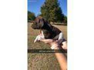 German Shorthaired Pointer Puppy for sale in Coldspring, TX, USA