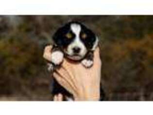 Miniature Australian Shepherd Puppy for sale in Mansfield, MO, USA