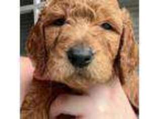 Goldendoodle Puppy for sale in Clayton, NC, USA