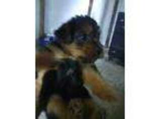 Yorkshire Terrier Puppy for sale in Merrillville, IN, USA