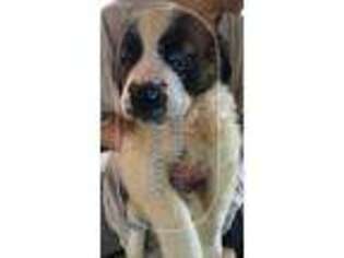Saint Bernard Puppy for sale in Gatesville, NC, USA