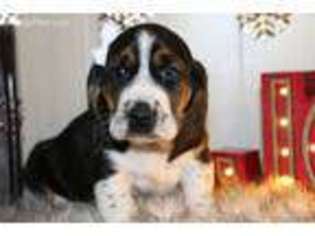 Basset Hound Puppy for sale in Goshen, IN, USA