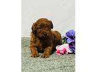 Cavapoo Puppy for sale in Strasburg, OH, USA