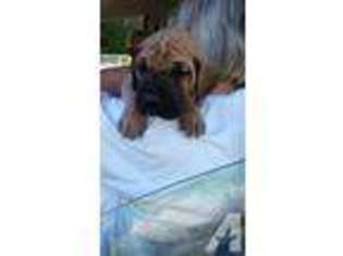 Great Dane Puppy for sale in HOODSPORT, WA, USA
