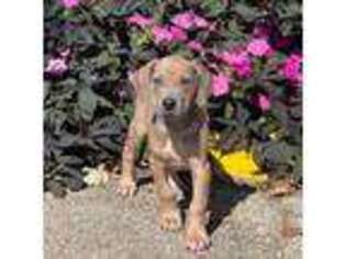 Great Dane Puppy for sale in Morton, IL, USA