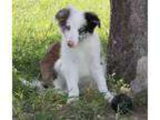 Border Collie Puppy for sale in Carlsbad, NM, USA