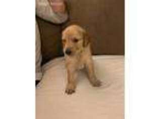 Golden Retriever Puppy for sale in Beaumont, TX, USA