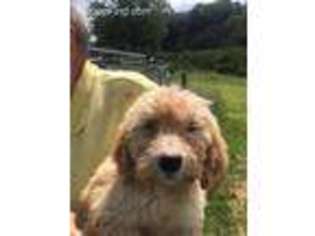 Portuguese Water Dog Puppy for sale in Shannon, NC, USA